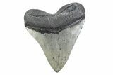 Serrated, Fossil Megalodon Tooth - North Carolina #378050-2